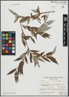 Foto von Salix alba L.